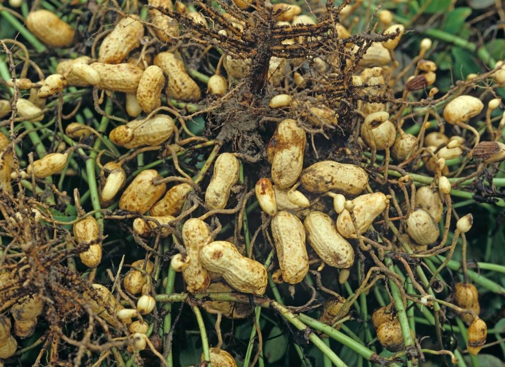 Is groundnut good for paleo diet?